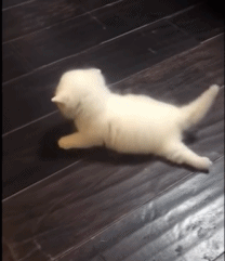 小奶猫第一次学走路 原以为它会走过来的 没想到下一个动作令宠主笑喷!