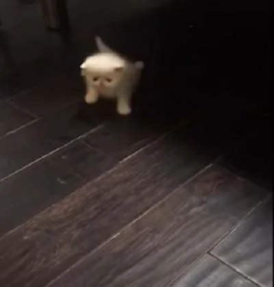 小奶猫第一次学走路 原以为它会走过来的 没想到下一个动作令宠主笑喷!