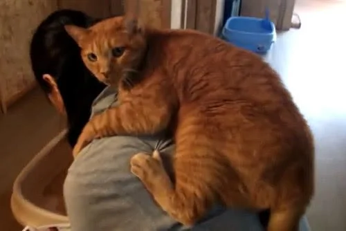 橘猫喜欢趴在宠主的肩上 网友:橘猫的爱真的是太沉重了!