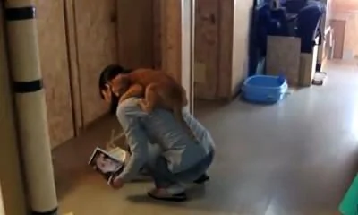 橘猫喜欢趴在宠主的肩上 网友:橘猫的爱真的是太沉重了!