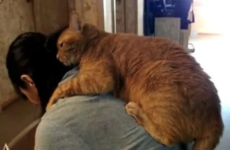 橘猫喜欢趴在宠主的肩上 网友:橘猫的爱真的是太沉重了!
