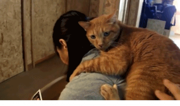 橘猫喜欢趴在宠主的肩上 网友:橘猫的爱真的是太沉重了!