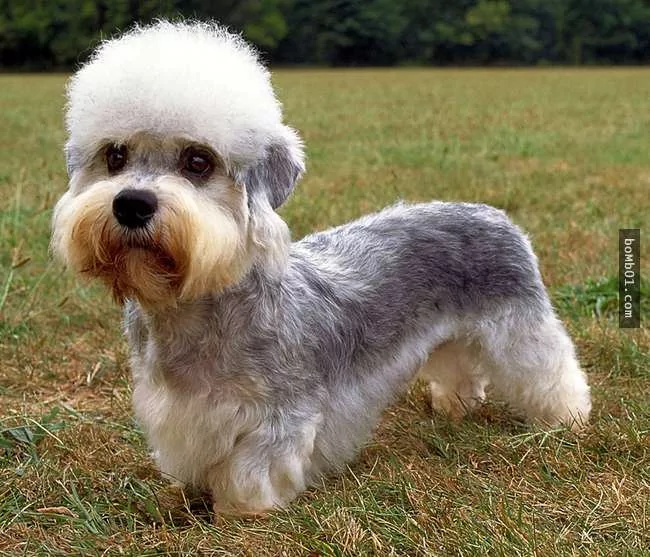 世界上最稀有的犬种 至少有一半以上从未见过!