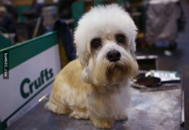 世界上最稀有的犬种 至少有一半以上从未见过!