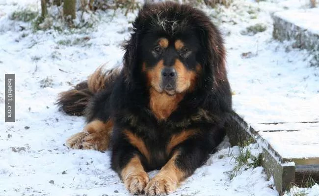 世界上最稀有的犬种 至少有一半以上从未见过!