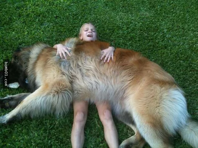世界上最稀有的犬种 至少有一半以上从未见过!