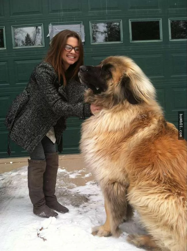 世界上最稀有的犬种 至少有一半以上从未见过!