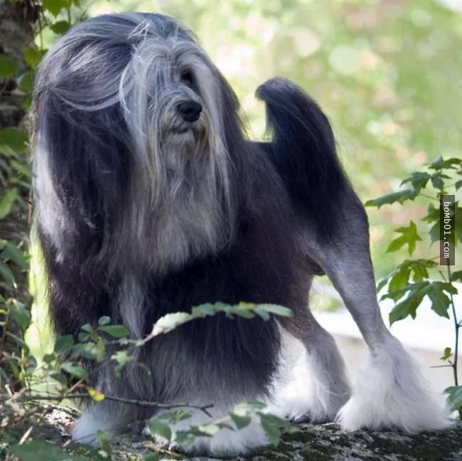 世界上最稀有的犬种 至少有一半以上从未见过!