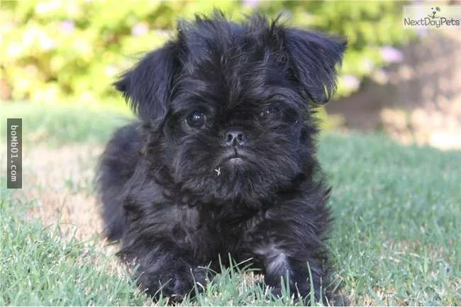 世界上最稀有的犬种 至少有一半以上从未见过!