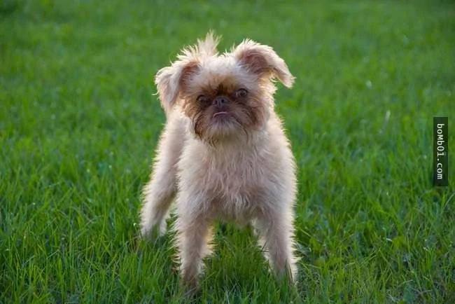 世界上最稀有的犬种 至少有一半以上从未见过!