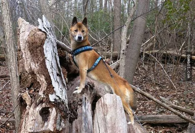 世界上最稀有的犬种 至少有一半以上从未见过!