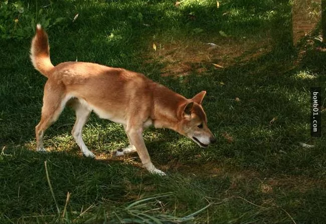世界上最稀有的犬种 至少有一半以上从未见过!