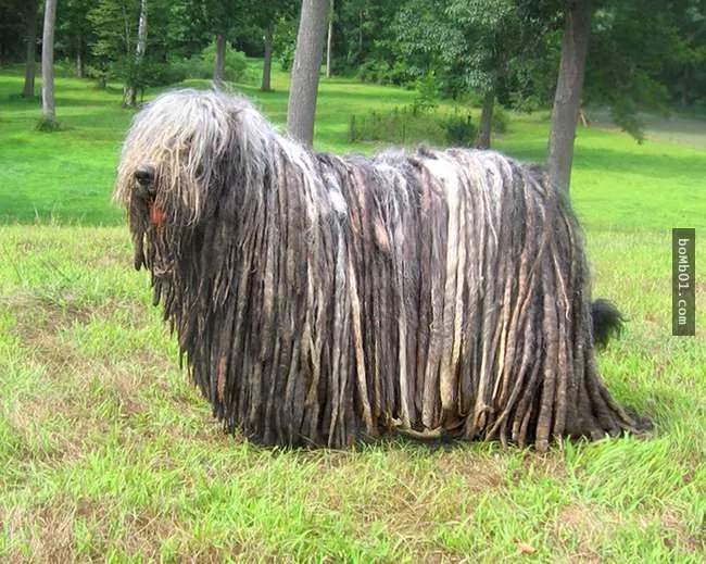 世界上最稀有的犬种 至少有一半以上从未见过!