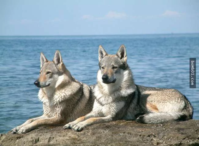 世界上最稀有的犬种 至少有一半以上从未见过!