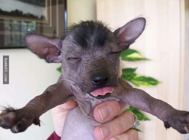 世界上最稀有的犬种 至少有一半以上从未见过!