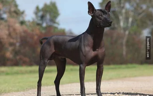 世界上最稀有的犬种 至少有一半以上从未见过!