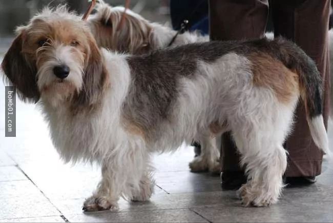 世界上最稀有的犬种 至少有一半以上从未见过!