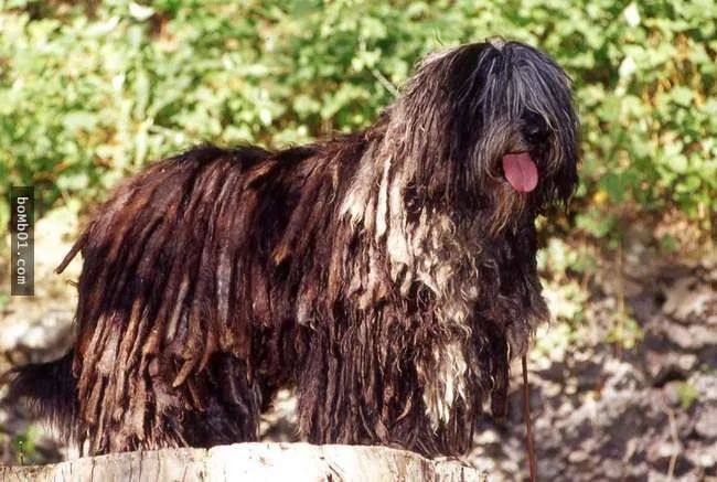 世界上最稀有的犬种 至少有一半以上从未见过!