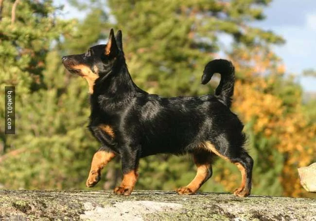 世界上最稀有的犬种 至少有一半以上从未见过!