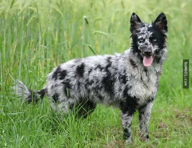 世界上最稀有的犬种 至少有一半以上从未见过!