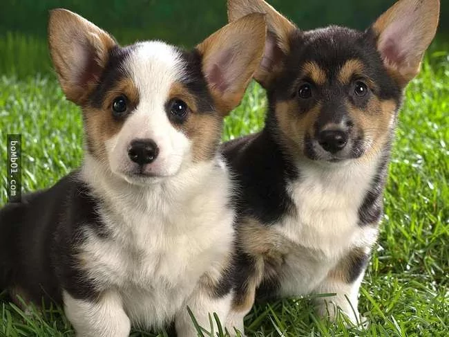 世界上最稀有的犬种 至少有一半以上从未见过!