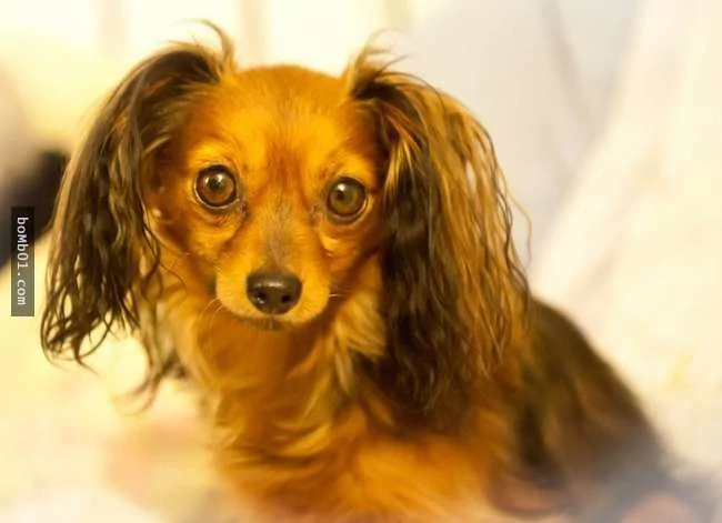 世界上最稀有的犬种 至少有一半以上从未见过!