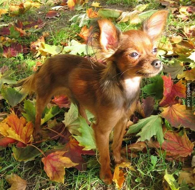 世界上最稀有的犬种 至少有一半以上从未见过!