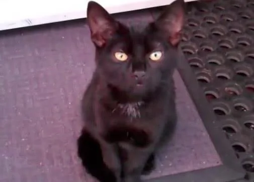 网友被一只黑猫赖上了 猫咪:不收留我 你就别想进家门!