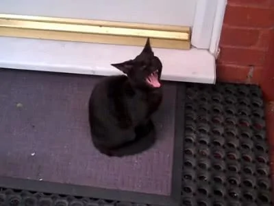网友被一只黑猫赖上了 猫咪:不收留我 你就别想进家门!