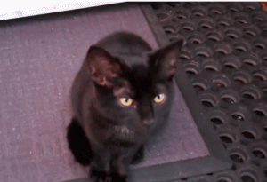 网友被一只黑猫赖上了 猫咪:不收留我 你就别想进家门!
