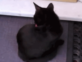 网友被一只黑猫赖上了 猫咪:不收留我 你就别想进家门!