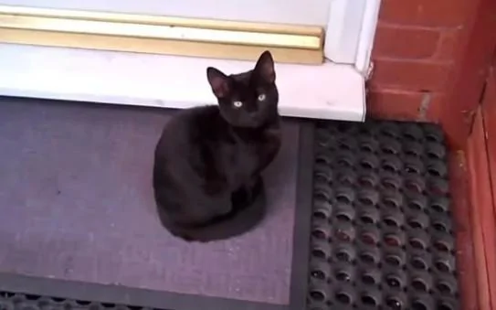 网友被一只黑猫赖上了 猫咪:不收留我 你就别想进家门!