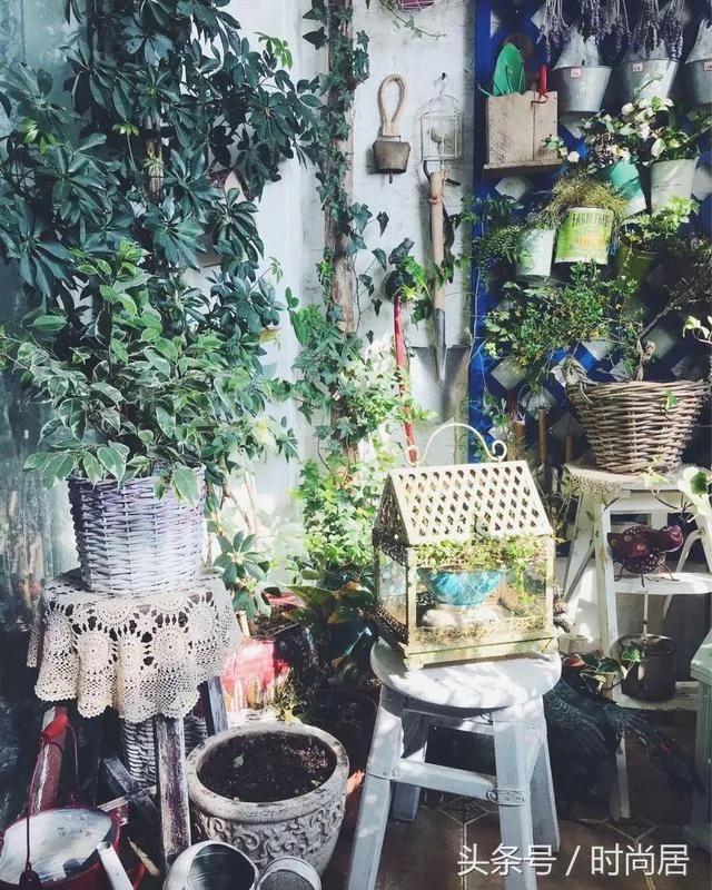 一个很有创意的“阳台花园” 网友直呼:确定不是个杂货店?