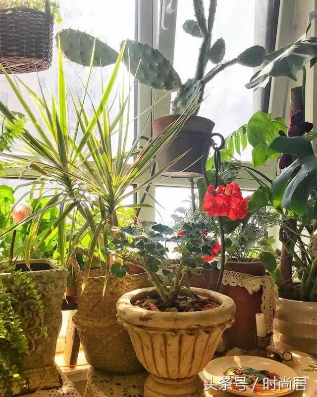 一个很有创意的“阳台花园” 网友直呼:确定不是个杂货店?
