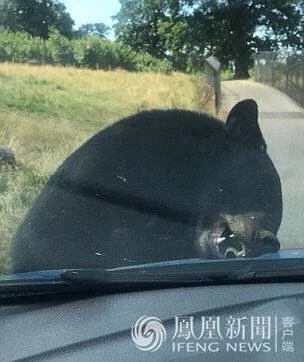 英四口之家动物园遭黑熊袭车 无人救援
