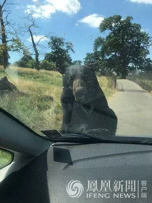 英四口之家动物园遭黑熊袭车 无人救援