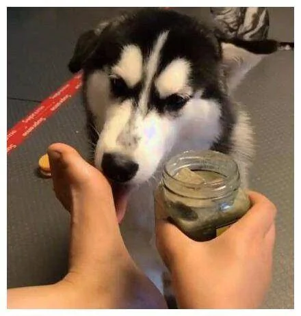 哈士奇从没让人失望过 重口味到不可思议!二哈:这臭脚还挺香!