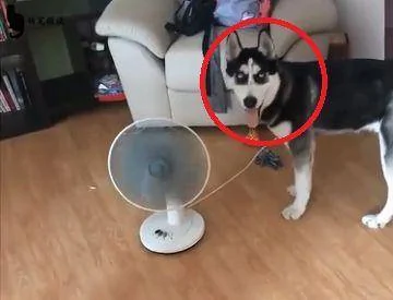主人买了个风扇 二哈以为很好拆 结果悲剧了 狗狗:鼻子好疼!