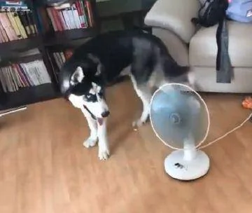 主人买了个风扇 二哈以为很好拆 结果悲剧了 狗狗:鼻子好疼!