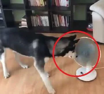 主人买了个风扇 二哈以为很好拆 结果悲剧了 狗狗:鼻子好疼!
