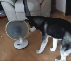 主人买了个风扇 二哈以为很好拆 结果悲剧了 狗狗:鼻子好疼!