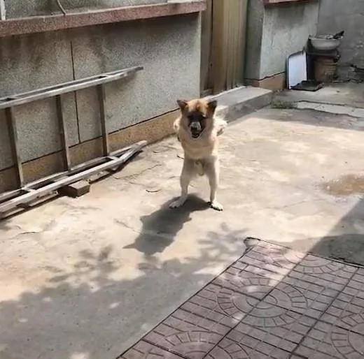 狗狗直立行走 邻居感觉不对劲 走近一看潸然泪下!