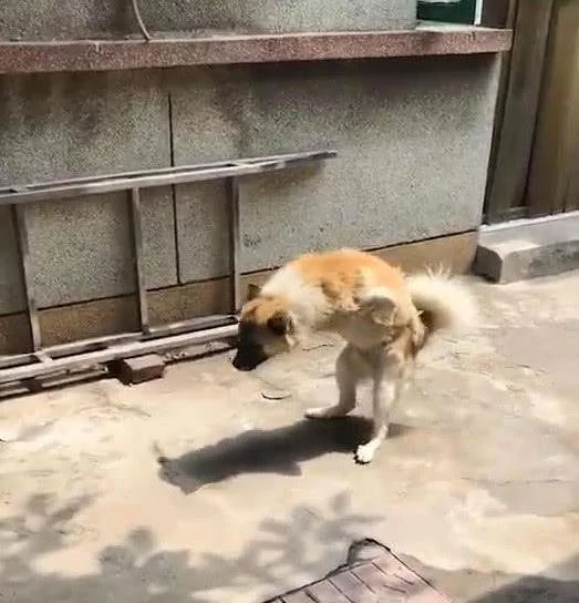 狗狗直立行走 邻居感觉不对劲 走近一看潸然泪下!