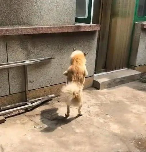 狗狗直立行走 邻居感觉不对劲 走近一看潸然泪下!