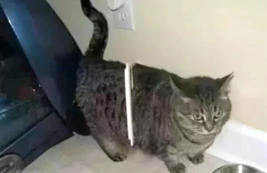 猫咪失踪几日 回来时肥成球 主人看它身上的东西 不厚道的笑了!