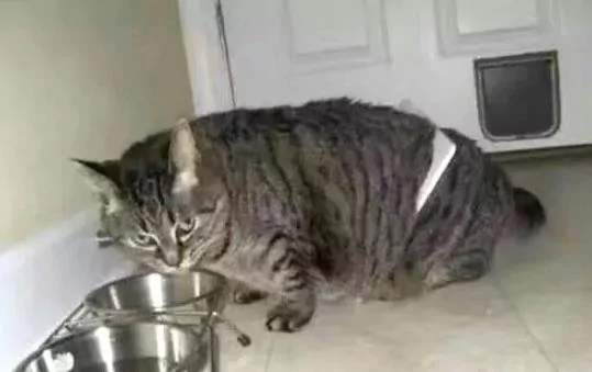 猫咪失踪几日 回来时肥成球 主人看它身上的东西 不厚道的笑了!