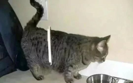 猫咪失踪几日 回来时肥成球 主人看它身上的东西 不厚道的笑了!