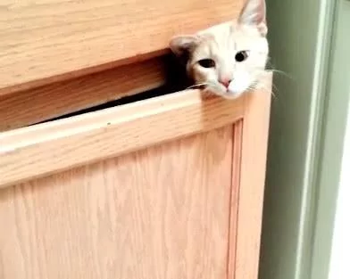 宠主叫猫咪的名字时 它就会从柜子里探出头来 太可爱了!