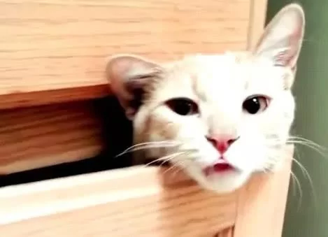 宠主叫猫咪的名字时 它就会从柜子里探出头来 太可爱了!