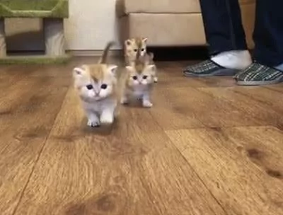 小奶猫竖着像天线一样的尾巴向你走来 “121 121” 你准备好了吗?